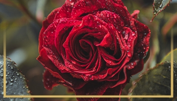 AŞIK VE MAŞUK'UN BİRLİĞİ